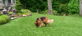 Pet Turf